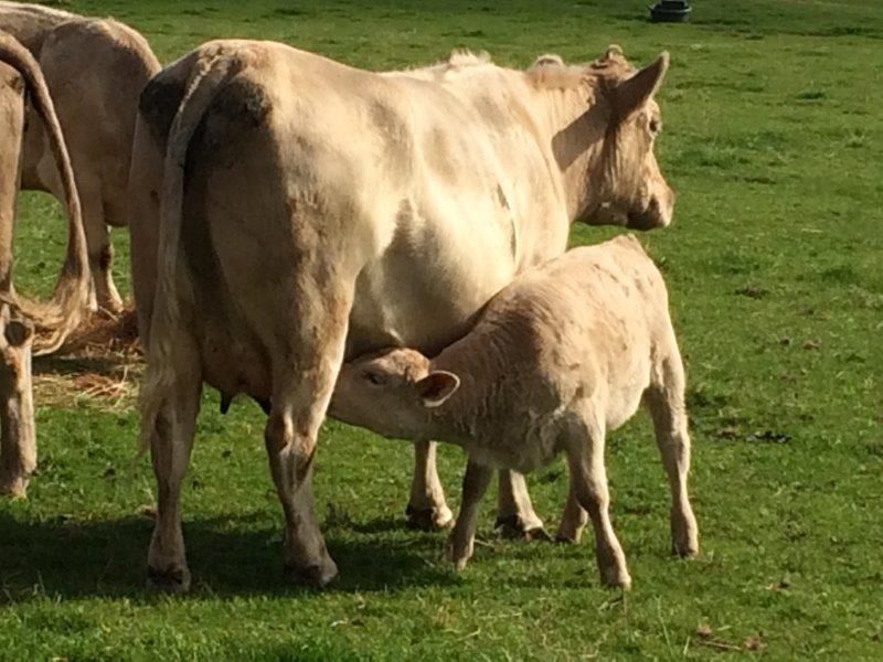 Calf feeding from mum