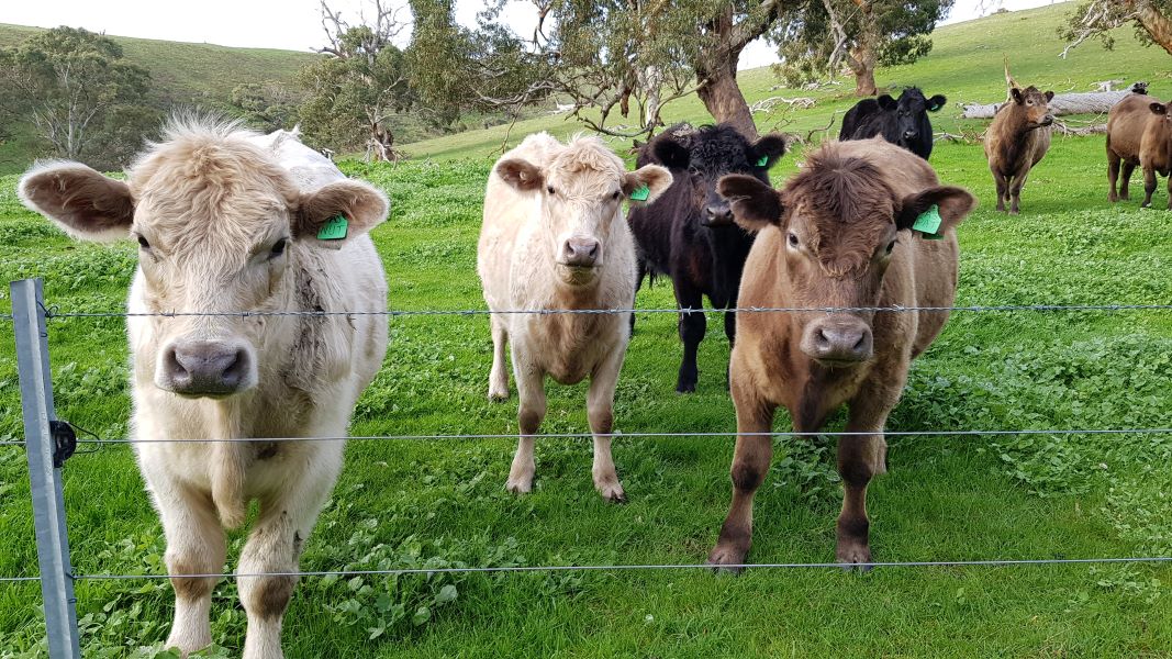 Yearlings in Middle Hill lining up behind the fence