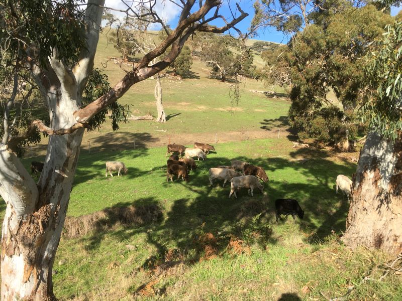 Cattle in dappled shade in Middle Hill