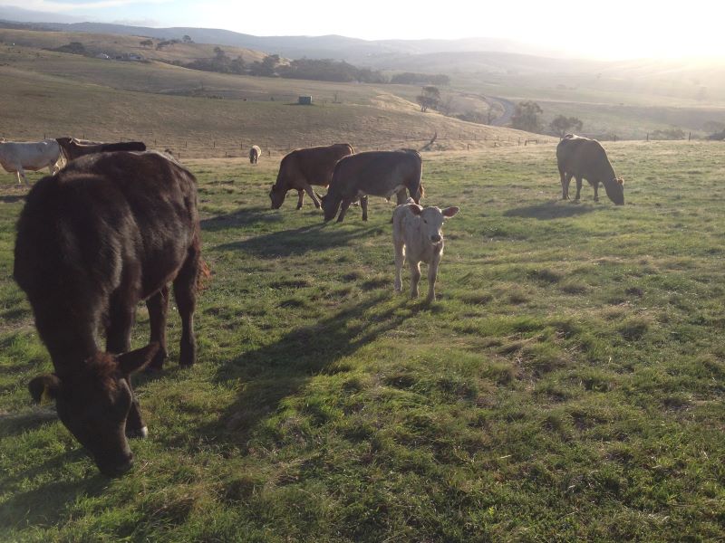 A very young Chrissie with the herd
