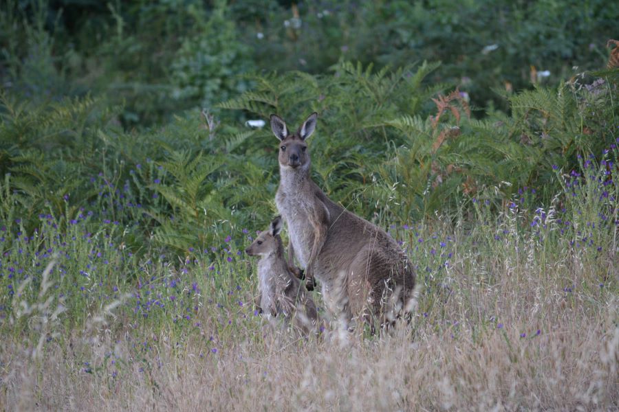 Mum and Joey standing and looking