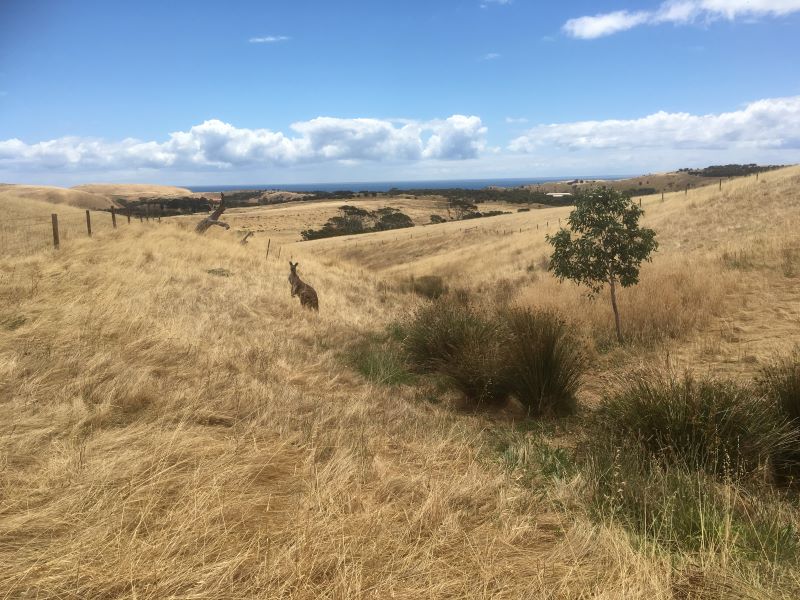 A Large buck in North Creek
