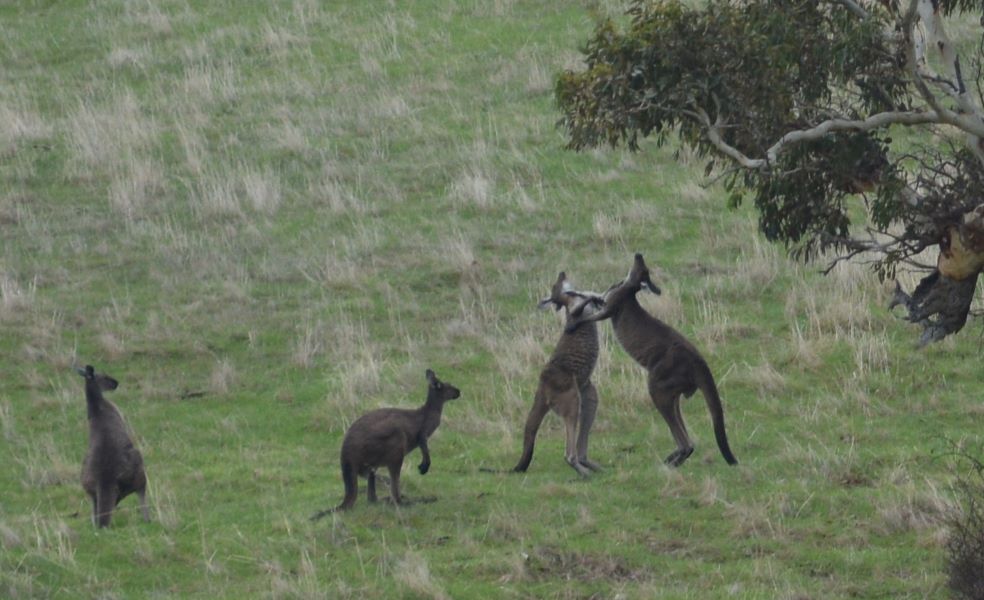 A couple of Roos boxing