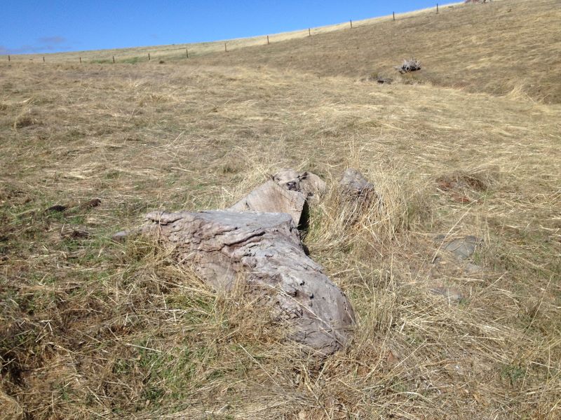 Young calf hidden in the paddock