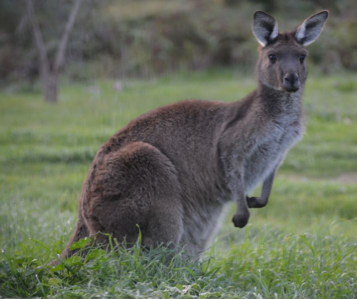 Western Grey Kangoaroo