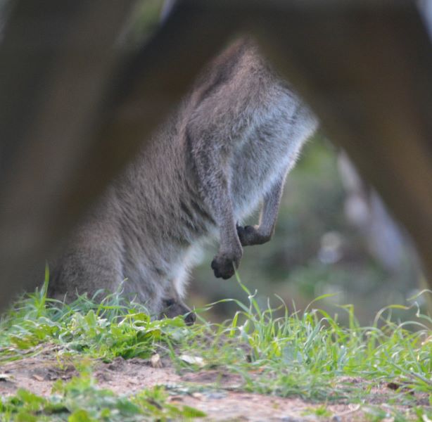 small JOey peeking our of mothers pouch