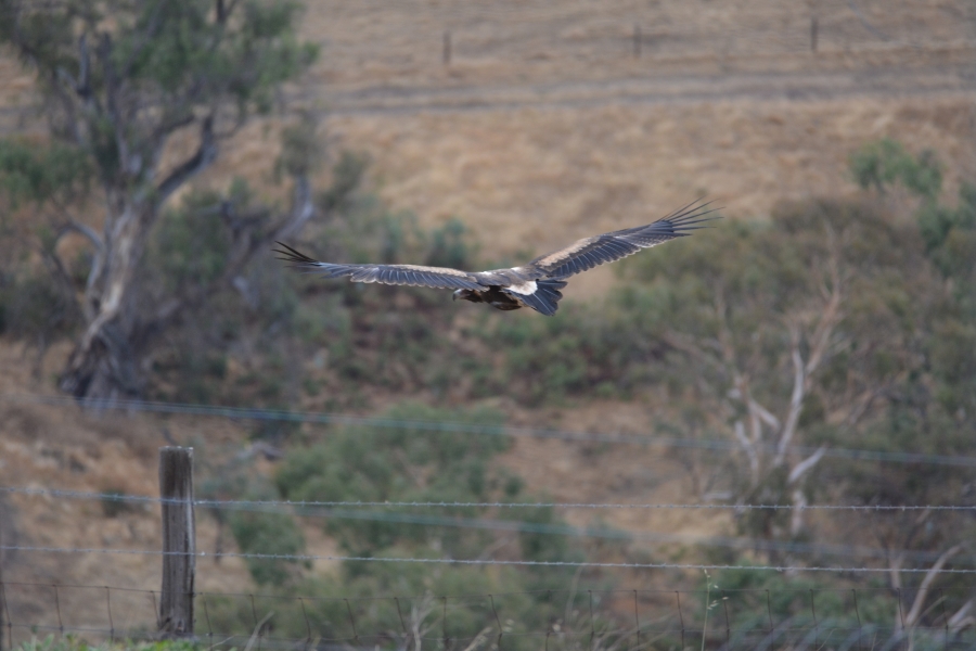 1.8m wingspan of an wedgetail eagle