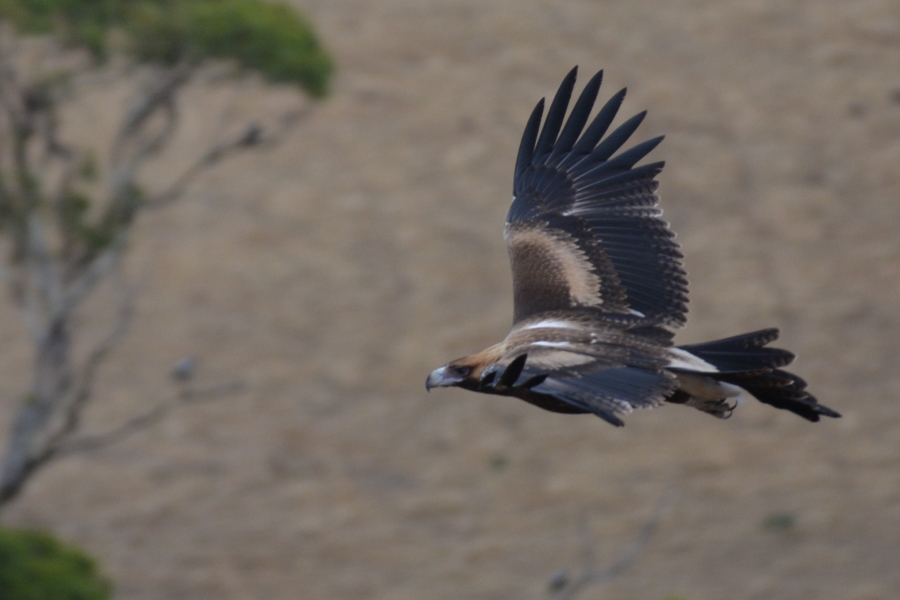 Soring Eagle shows colours of feathers