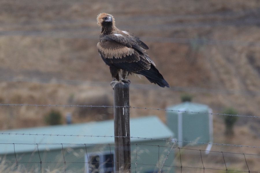 Splendour of the feathers of a wedgetail eagle
