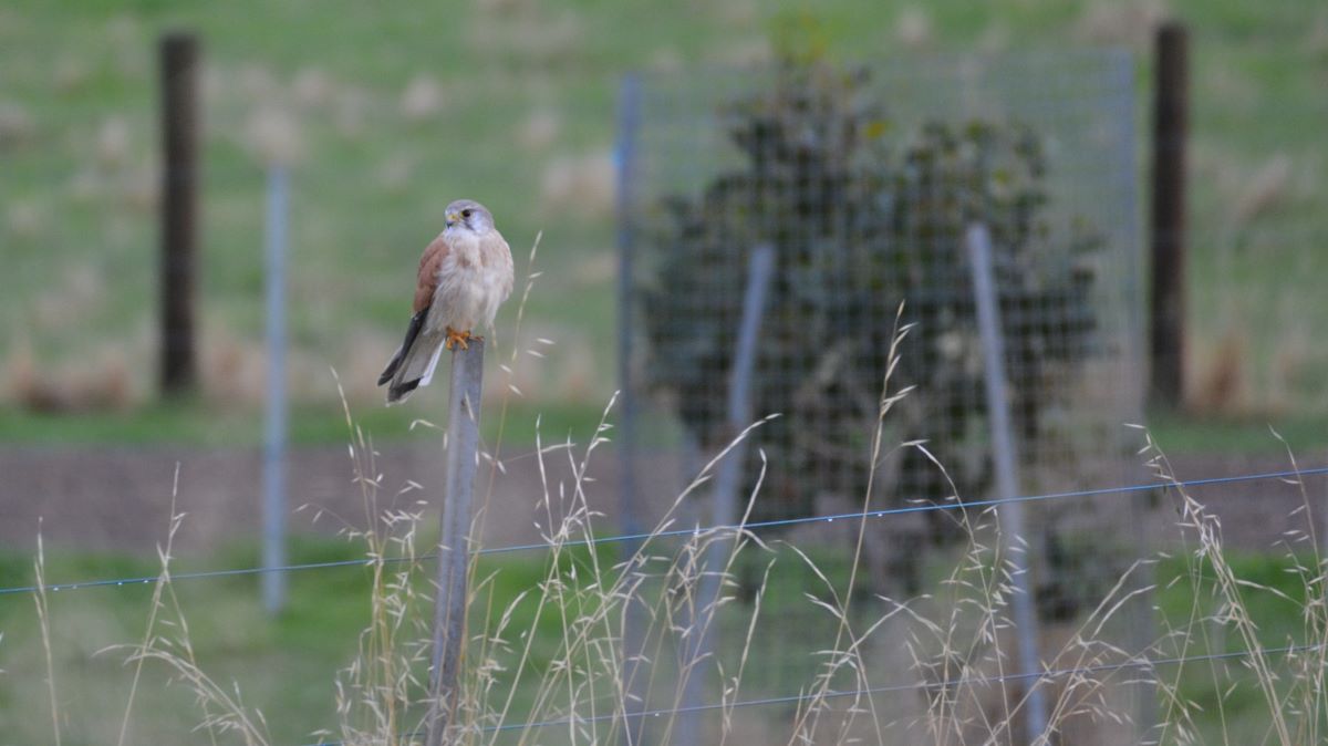 Close picture of Nankeen Kestrel on a fence dropper