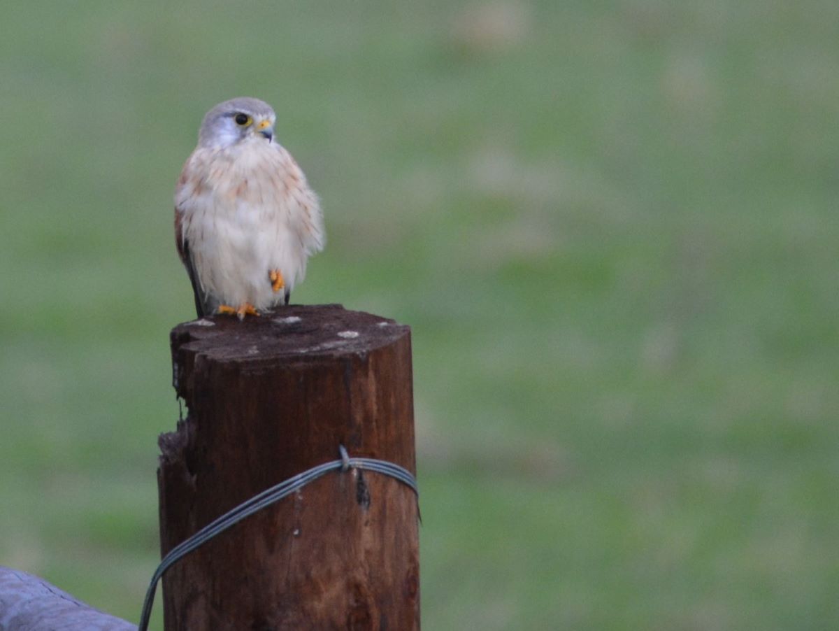 Close picture of Nankeen Kestrel on a fence post